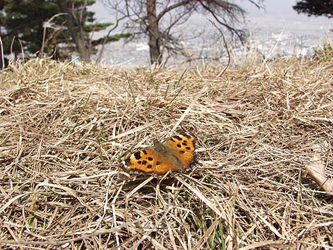 ヒオドシチョウ