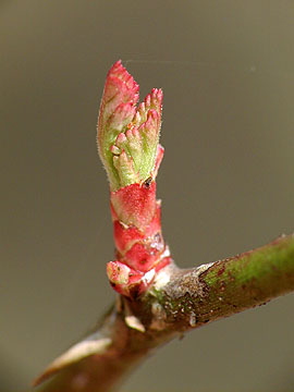 ノイバラの新芽