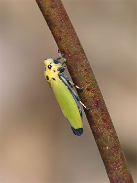 ツマグロオオヨコバイ