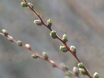 ユキヤナギの芽