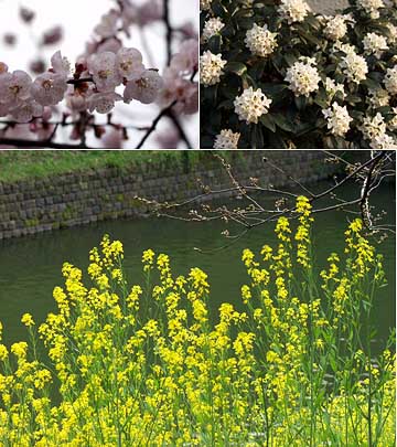 九段のナノハナ