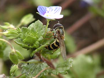 ヒラタアブの産卵