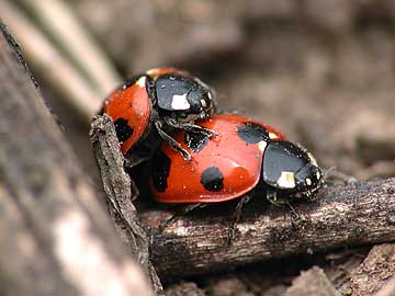 ナナホシテントウ