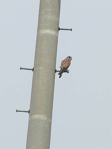 チョウゲンボウ