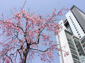 九段のチョウジザクラ