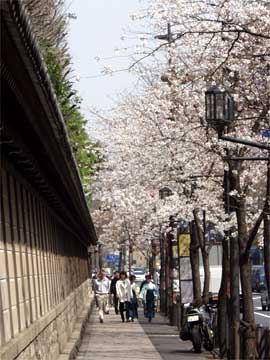 靖国通りのサクラ