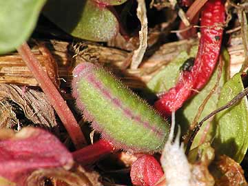 ベニシジミの幼虫