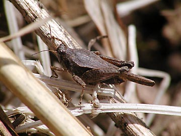 ハネナガヒシバッタ