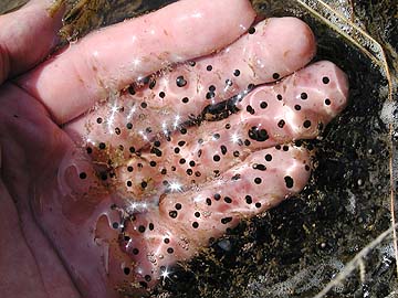 アカガエルの卵