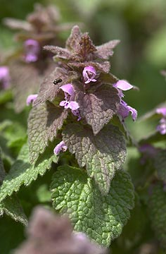 ヒメオドリコソウ