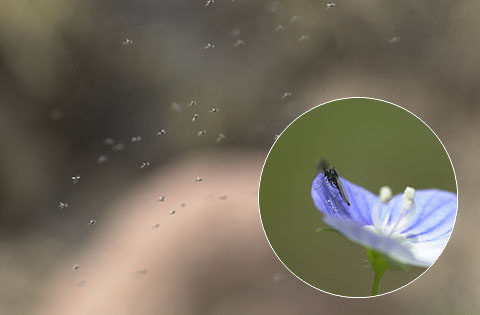 ユスリカの仲間