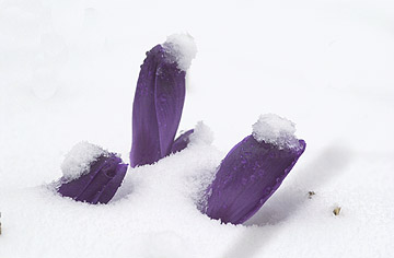 雪の中のクロッカス