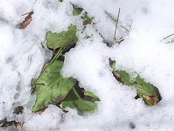 雪の中のカタクリ