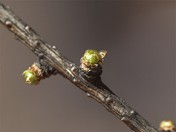 カラマツの芽