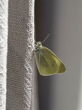 アトリエで羽化したモンシロチョウ
