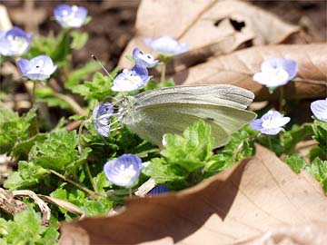 オオイヌノフグリで吸蜜するモンシロチョウ