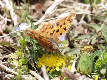 キタテハ（タンポポで吸蜜）