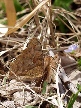 キタテハの求愛