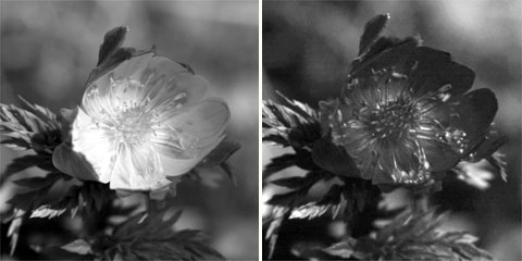 フクジュソウの紫外線写真