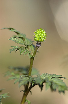 庭のフクジュソウ