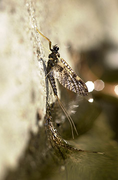 カゲロウの羽化