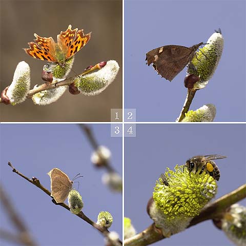 ヤナギの花に集まる虫たち