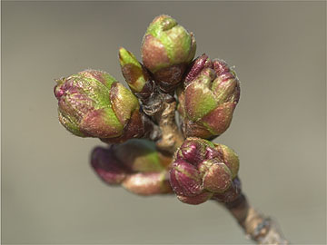 現在のサクラの様子