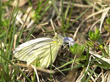 スジグロシロチョウ