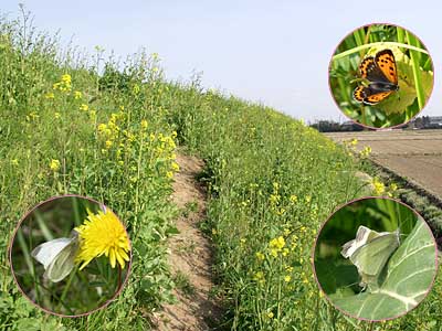 埼玉のベニシジミ