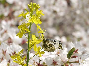 都心のツマキチョウのメス