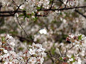 サクラとモンシロチョウ