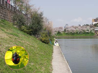 草刈りをしすぎる土手