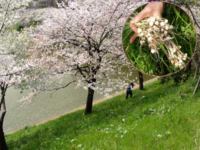 都心でノビル採り