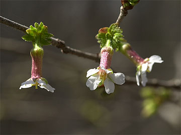 チョウジザクラ