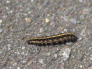 クモガタヒョウモンの幼虫