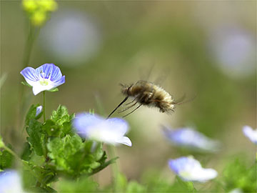 ビロードツリアブ
