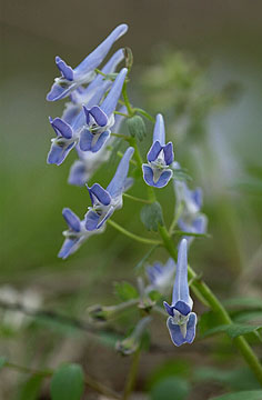 エンゴサクの一種