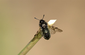 アオコンボウハバチ