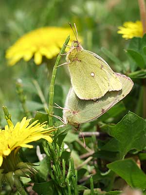 モンキチョウの交尾