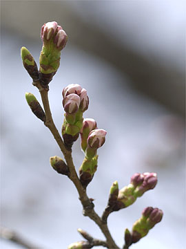 サクラは咲く寸前