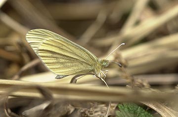 ヒメシロチョウ