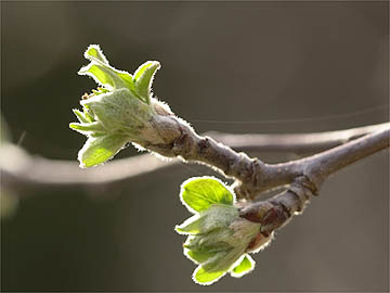 リンゴの芽吹き
