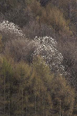 現在の山の様子