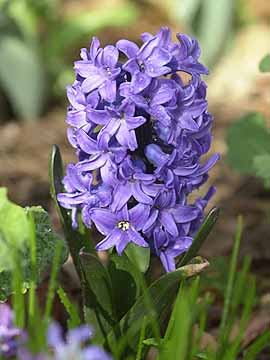 アトリエのヒヤシンス