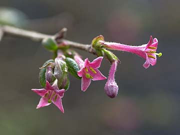 ウグイスカグラ