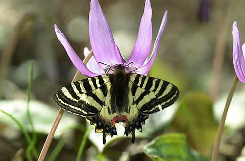 カタクリとヒメギフチョウ