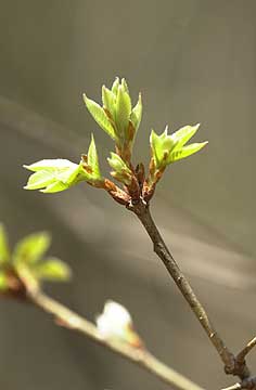 コナラの芽吹き