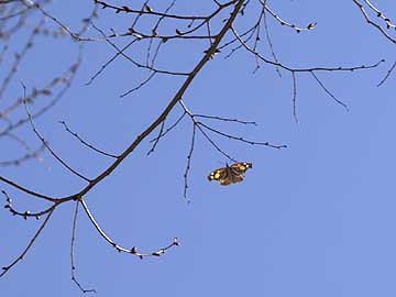 テングチョウの産卵