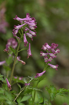 ムラサキケマン