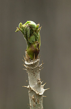 たらの芽